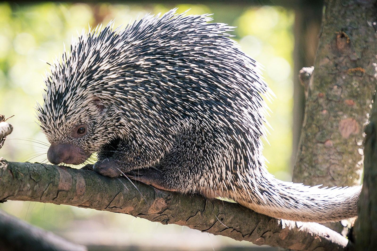 A porcupine sits on a tree branch