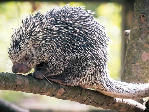 A porcupine sits on a tree branch